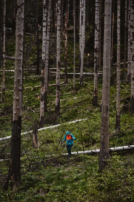 Detail Joggen Im Wald Trailrunning Foto Action Number 10