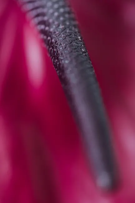 Detail Lippenstift Spitze Makro Nahaufnahme Number 7