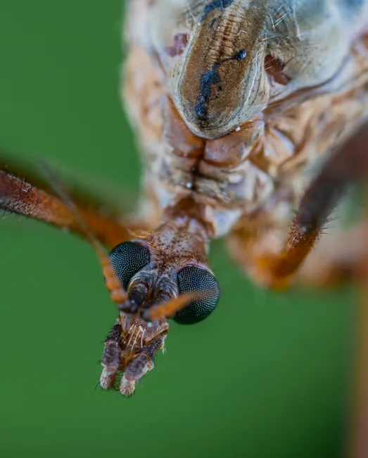 Muecke Makro Nahaufnahme Extreme Close Up A148
