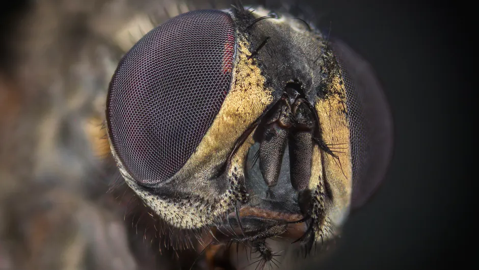 Detail Mücke Makro Nahaufnahme Extreme Close Up Number 13