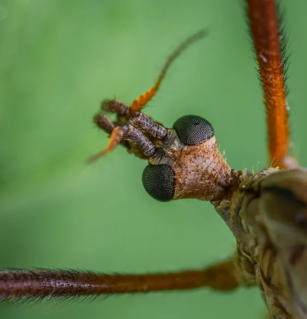 Detail Mücke Makro Nahaufnahme Extreme Close Up Number 19