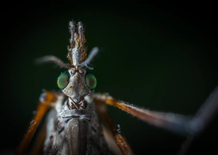 Detail Mücke Makro Nahaufnahme Extreme Close Up Number 3