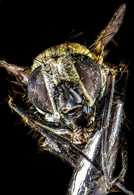 Detail Mücke Makro Nahaufnahme Extreme Close Up Number 5