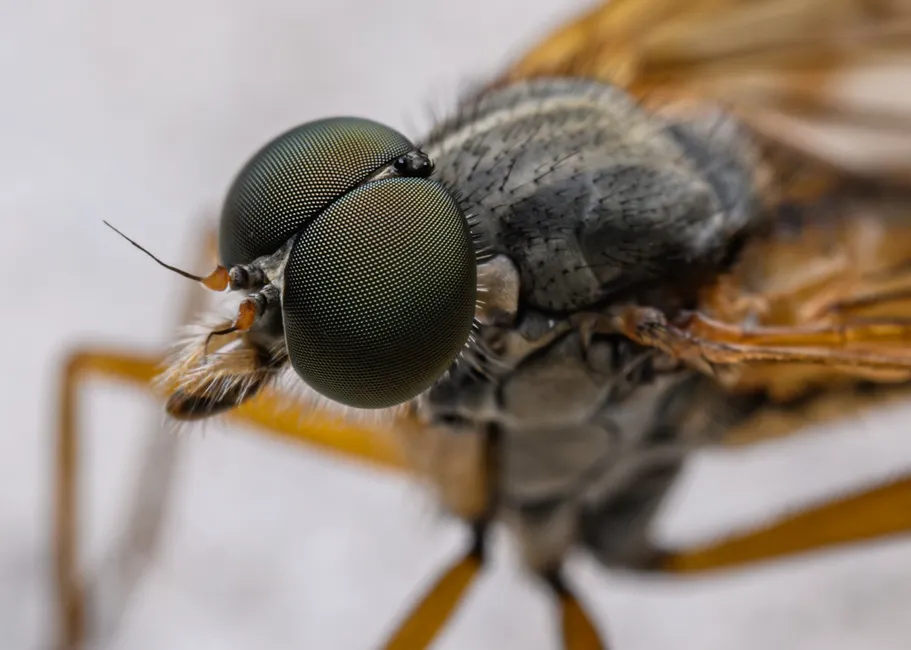 Detail Mücke Makro Nahaufnahme Extreme Close Up Number 6