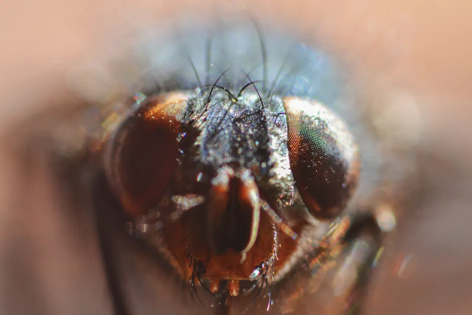 Detail Mücke Makro Nahaufnahme Extreme Close Up Number 9