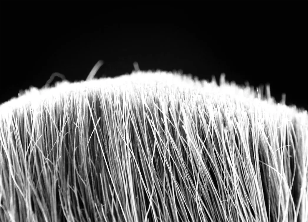 Detail Pinsel Borsten Makro Nahaufnahme Number 14