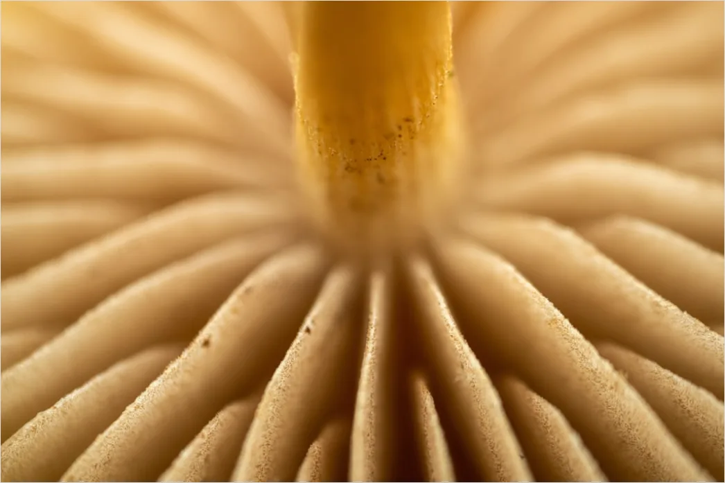 Detail Pinsel Borsten Makro Nahaufnahme Number 5