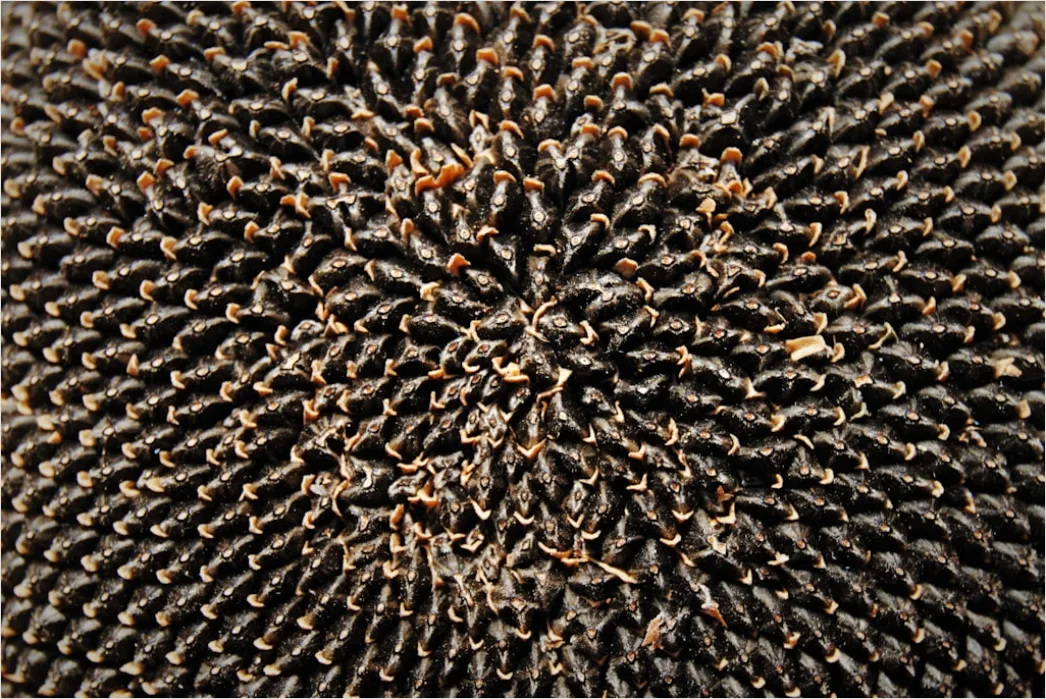 Detail Pinsel Borsten Makro Nahaufnahme Number 7