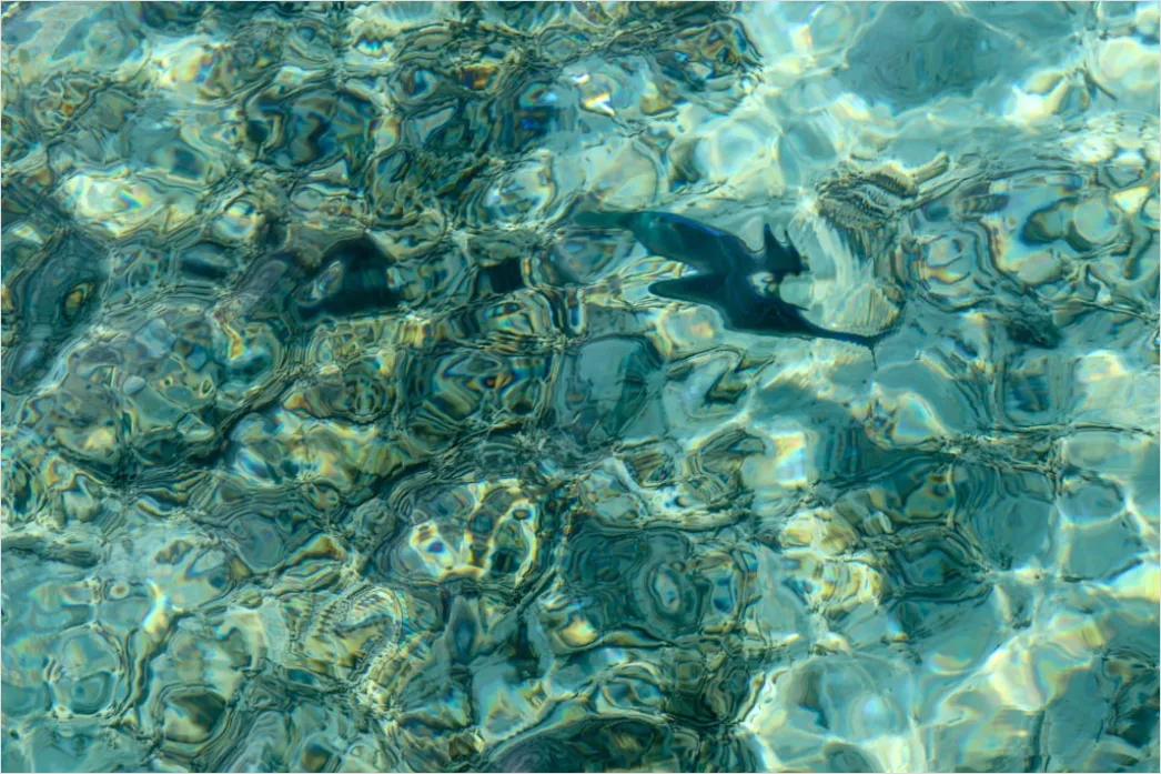 Schwimmer Unterwasser Foto Dynamisch 6384