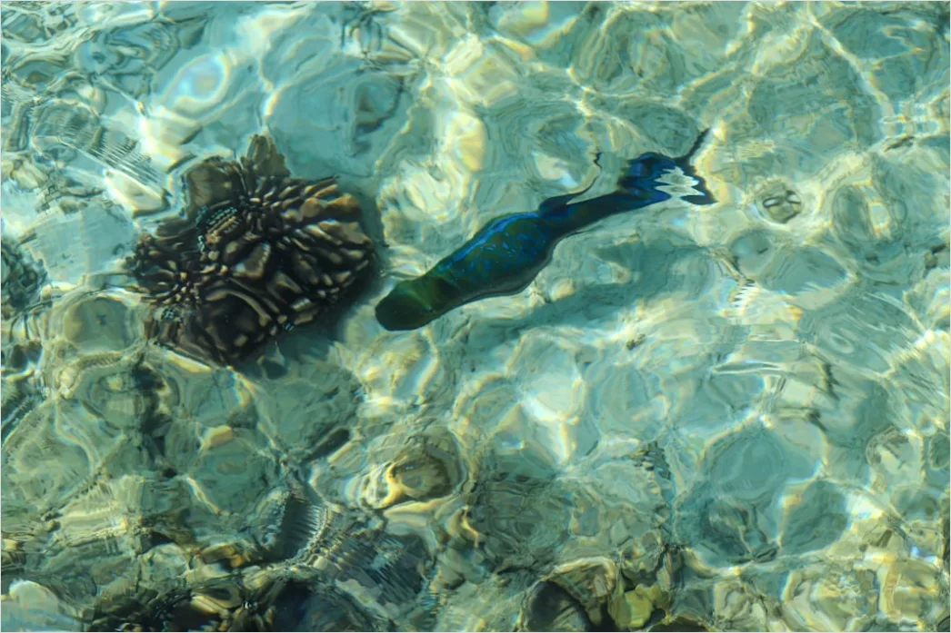 Detail Schwimmer Unterwasser Foto Dynamisch Number 2