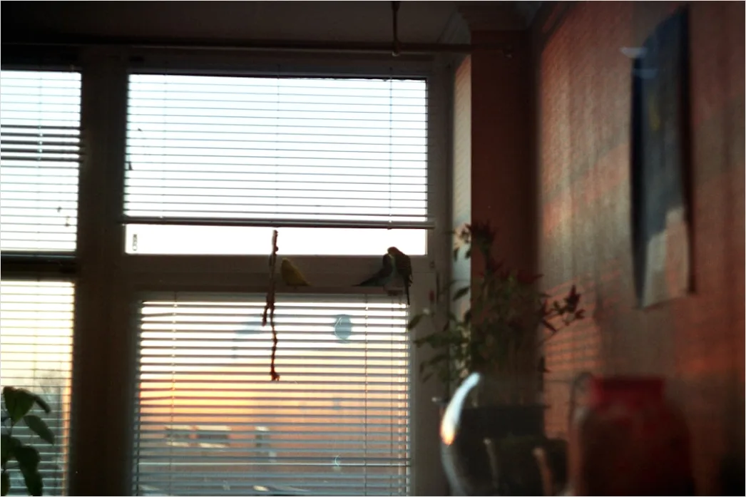 Detail Stadtvilla Modern Große Fenster Abendlicht Number 9