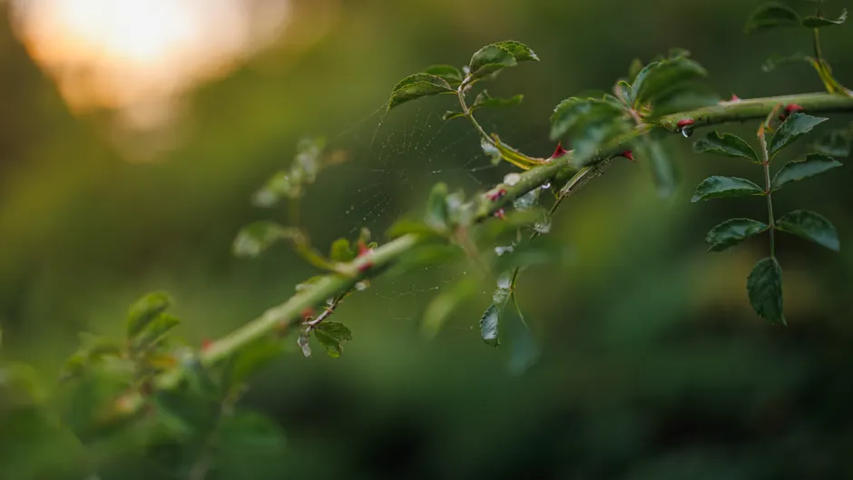 Wassertropfen Auf Bluete Makro Bokeh A333