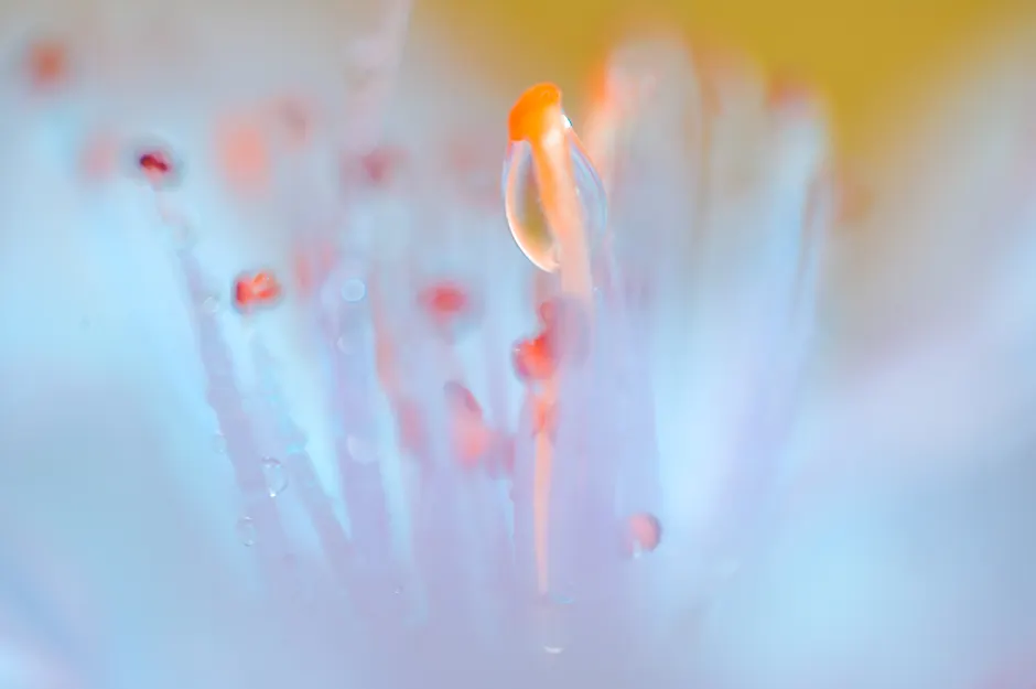 Detail Wassertropfen Auf Blüte Makro Bokeh Number 11
