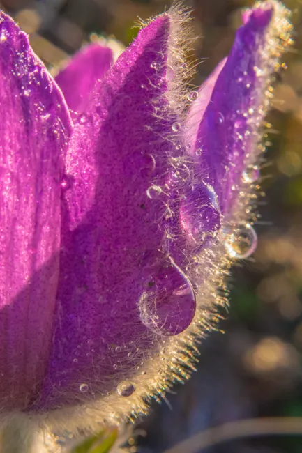 Detail Wassertropfen Auf Blüte Makro Bokeh Number 12