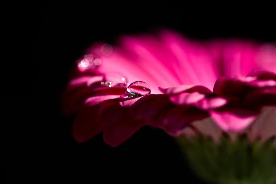 Detail Wassertropfen Auf Blüte Makro Bokeh Number 13