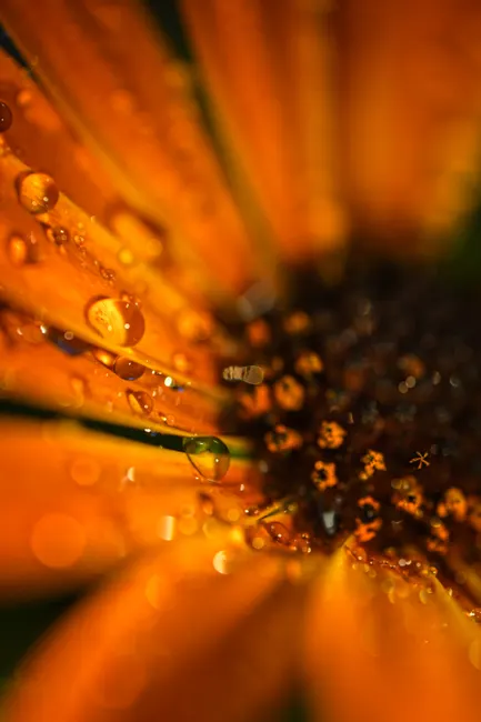 Detail Wassertropfen Auf Blüte Makro Bokeh Number 14