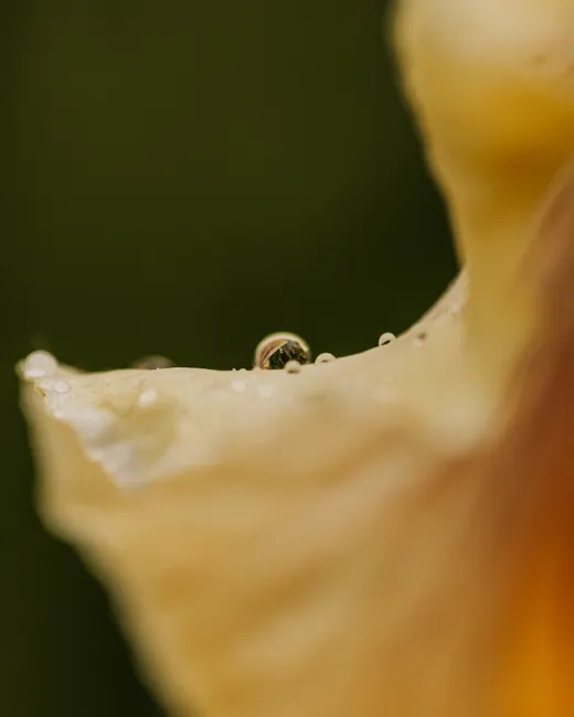 Detail Wassertropfen Auf Blüte Makro Bokeh Number 17
