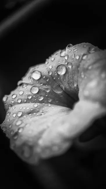 Detail Wassertropfen Auf Blüte Makro Bokeh Number 18