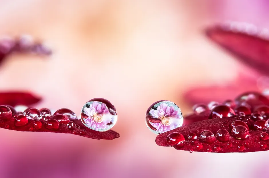 Detail Wassertropfen Auf Blüte Makro Bokeh Number 19