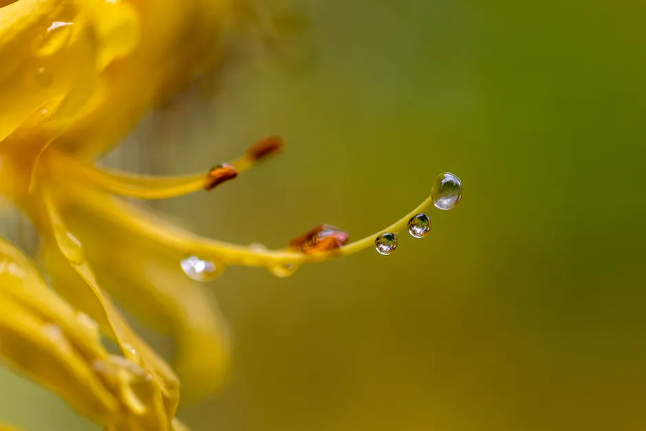 Detail Wassertropfen Auf Blüte Makro Bokeh Number 5