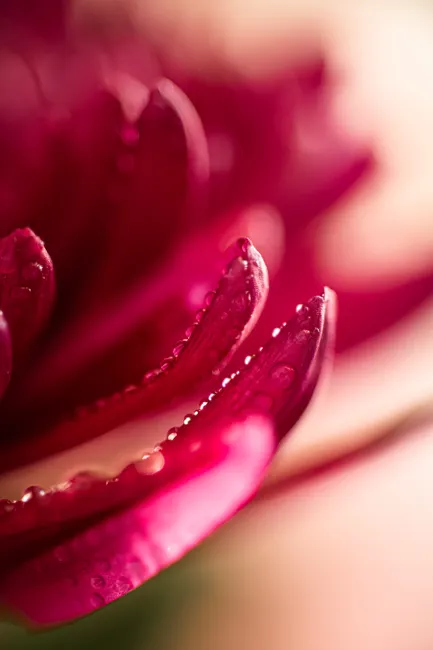 Detail Wassertropfen Auf Blüte Makro Bokeh Number 6