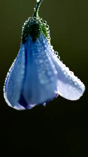 Detail Wassertropfen Auf Blüte Makro Bokeh Number 7