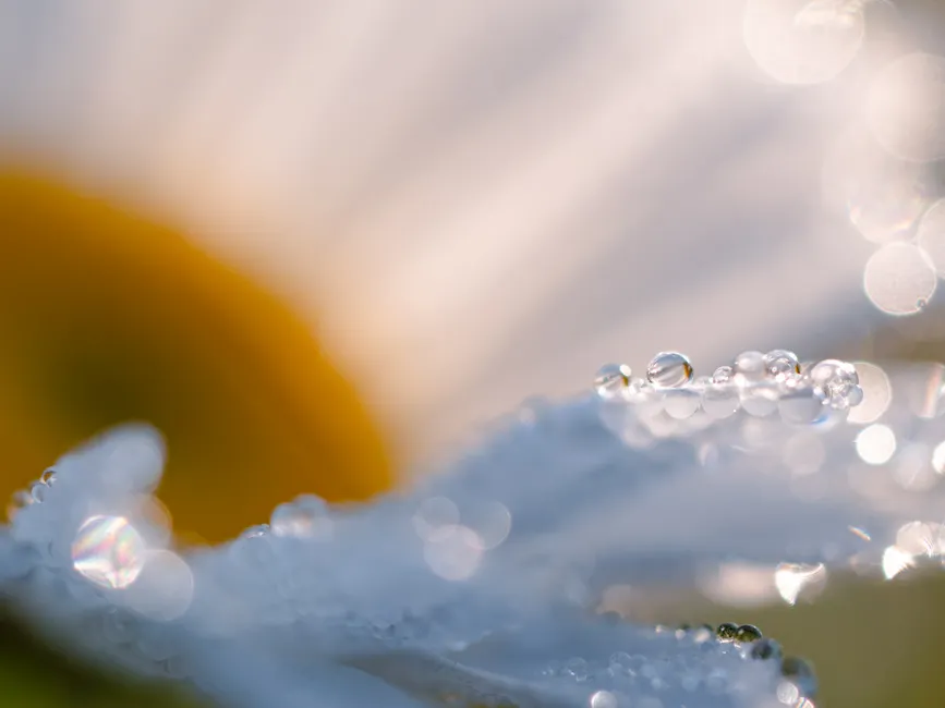 Detail Wassertropfen Auf Blüte Makro Bokeh Number 8