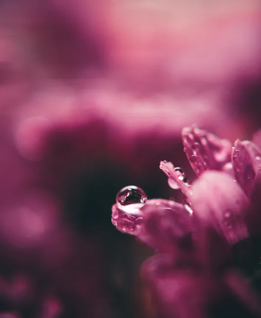 Detail Wassertropfen Auf Blüte Makro Bokeh Number 9