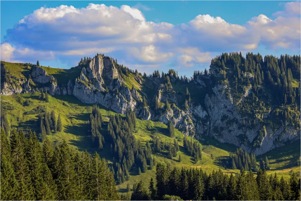 Detail Allgäu Almwiese Mit Blumen Sommeridylle Number 6