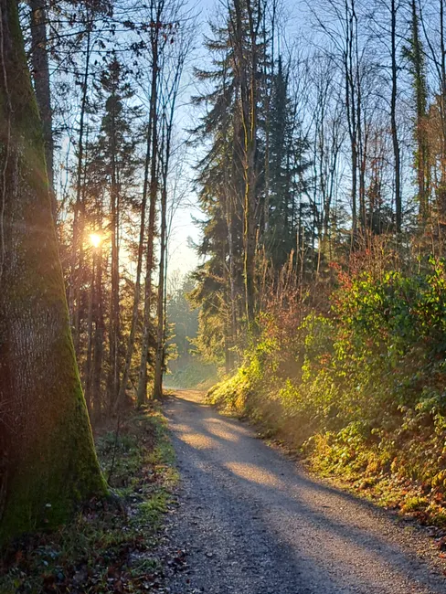 Bayerischer Wald Naturpfad Mit Sonnenstrahlen D787