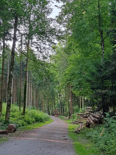 Detail Bayerischer Wald Naturpfad Mit Sonnenstrahlen Number 2