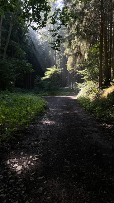 Detail Bayerischer Wald Naturpfad Mit Sonnenstrahlen Number 11