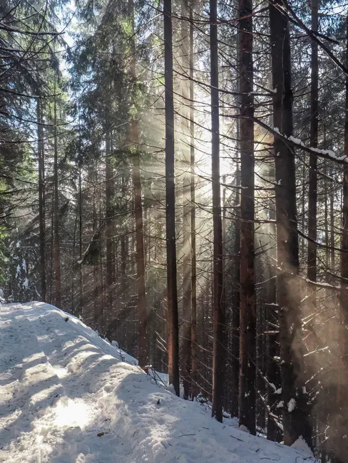 Detail Bayerischer Wald Naturpfad Mit Sonnenstrahlen Number 12