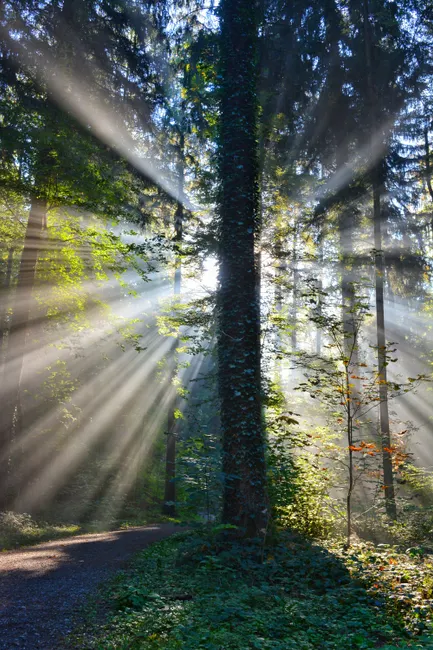Detail Bayerischer Wald Naturpfad Mit Sonnenstrahlen Number 13