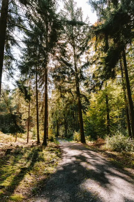 Detail Bayerischer Wald Naturpfad Mit Sonnenstrahlen Number 14