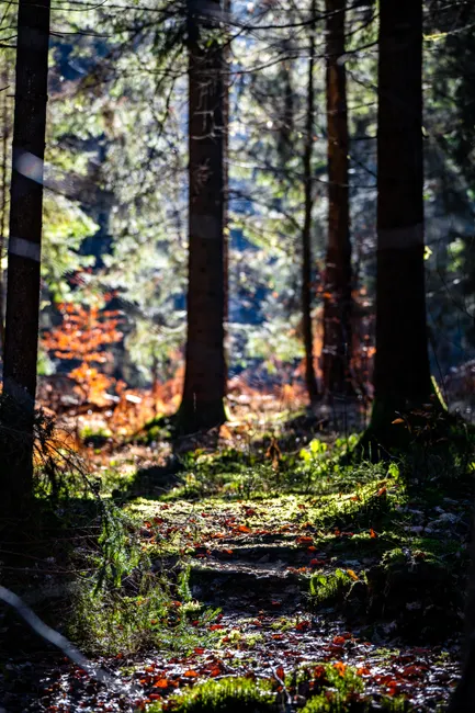Detail Bayerischer Wald Naturpfad Mit Sonnenstrahlen Number 15