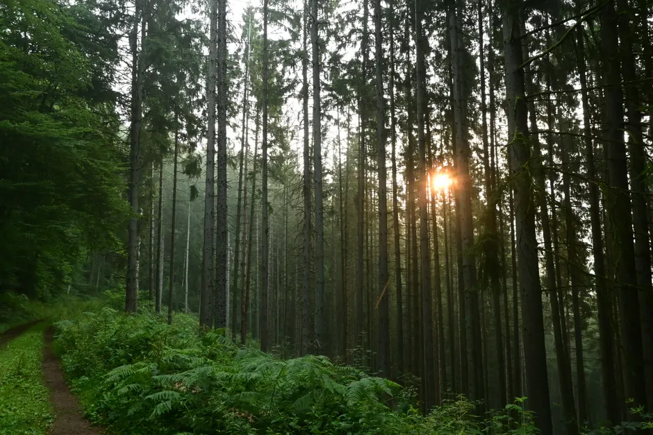Detail Bayerischer Wald Naturpfad Mit Sonnenstrahlen Number 18