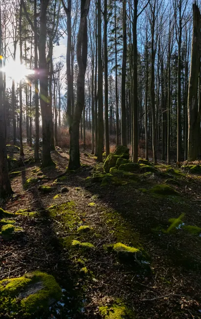 Detail Bayerischer Wald Naturpfad Mit Sonnenstrahlen Number 19