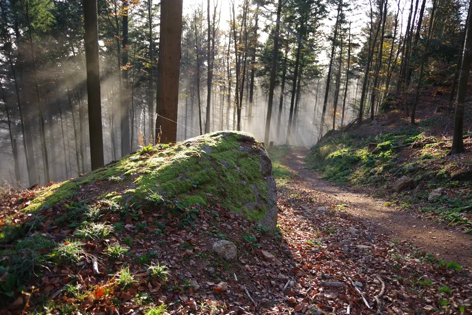 Detail Bayerischer Wald Naturpfad Mit Sonnenstrahlen Number 20