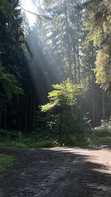 Detail Bayerischer Wald Naturpfad Mit Sonnenstrahlen Number 3