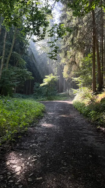 Detail Bayerischer Wald Naturpfad Mit Sonnenstrahlen Number 6