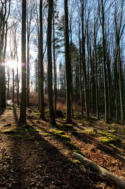 Detail Bayerischer Wald Naturpfad Mit Sonnenstrahlen Number 8