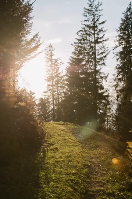 Detail Bayerischer Wald Naturpfad Mit Sonnenstrahlen Number 9