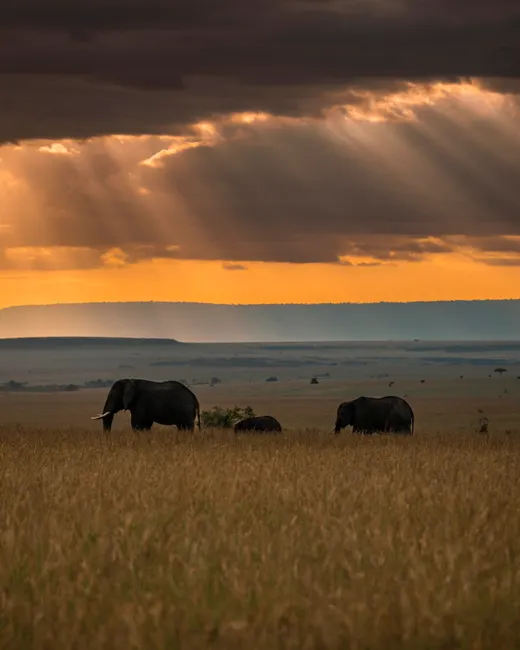 Elefantenherde Bei Sonnenuntergang Afrikanische Savanne F269