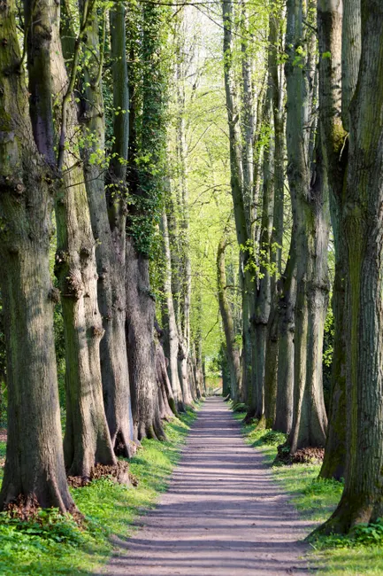Fruehling Reise Kirschbluetenallee Spaziergang 3f2b