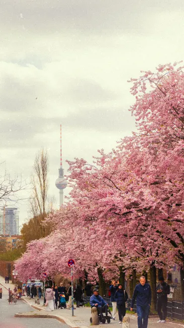 Detail Frühling Reise Kirschblütenallee Spaziergang Number 14