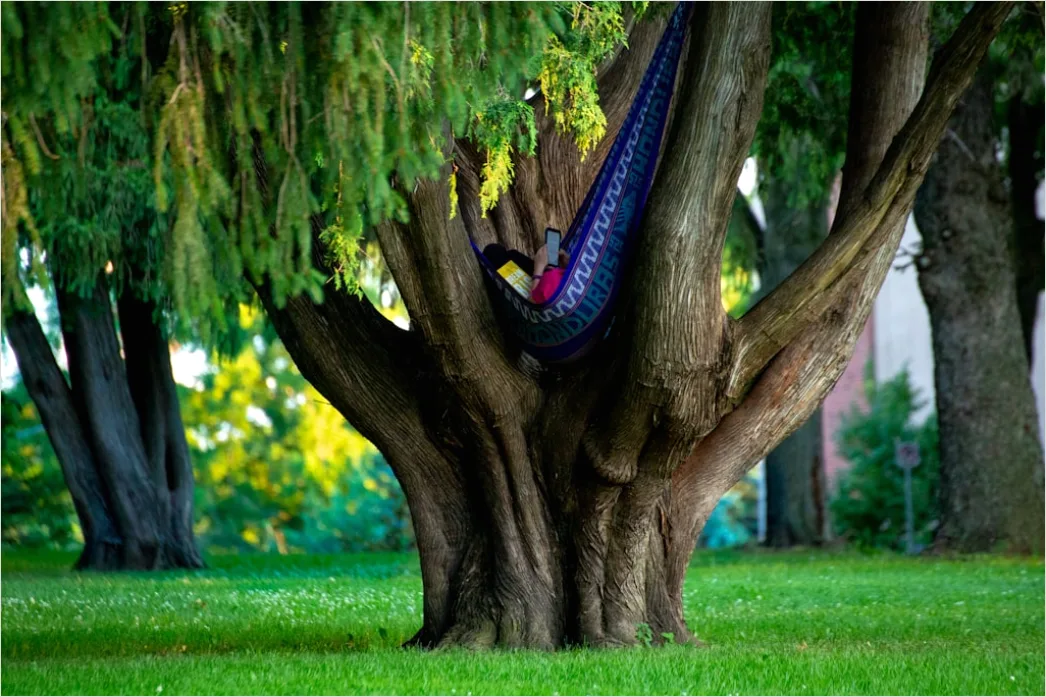 Detail Hammock Zwischen Bäumen Entspannen Outdoor Number 4
