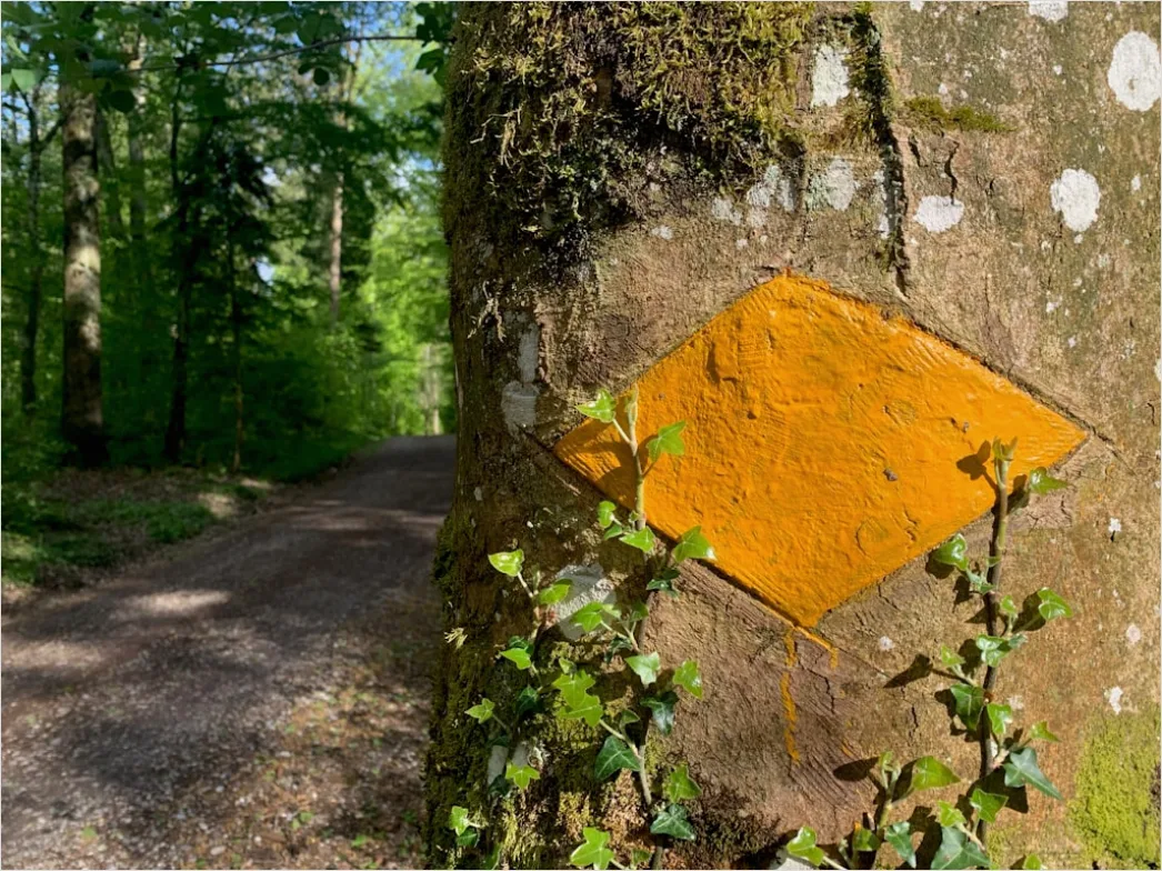 Herbstreise Bunte Blaetter Auf Wanderweg 4df0