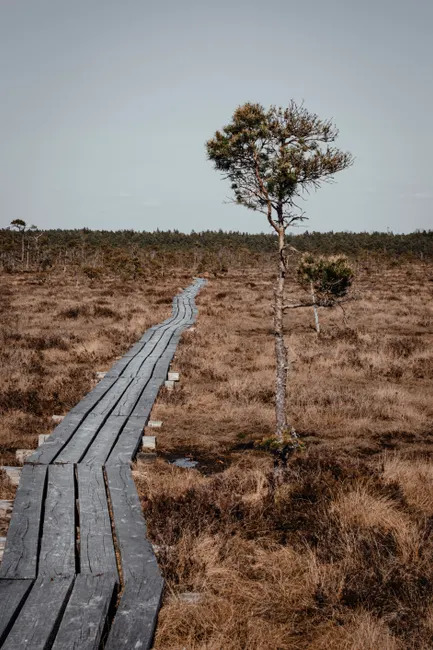 Holzsteg Durch Moorlandschaft Wanderroute B560