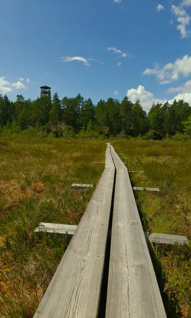 Detail Holzsteg Durch Moorlandschaft Wanderroute Number 11
